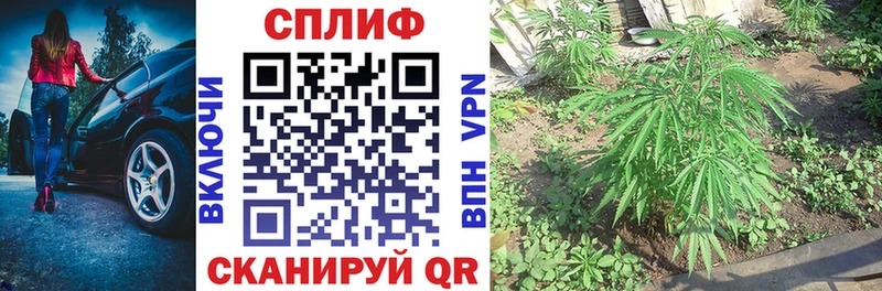 Бошки Шишки планчик Тайга